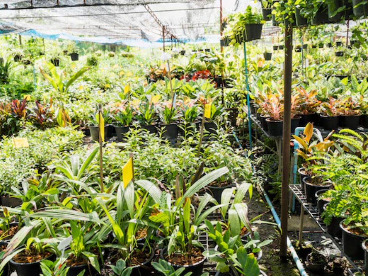 खेतों में नर्सरी बनाकर लाखों कमाएं, सरकार दे रही 50% सब्सिडी, यहां करें आवेदन