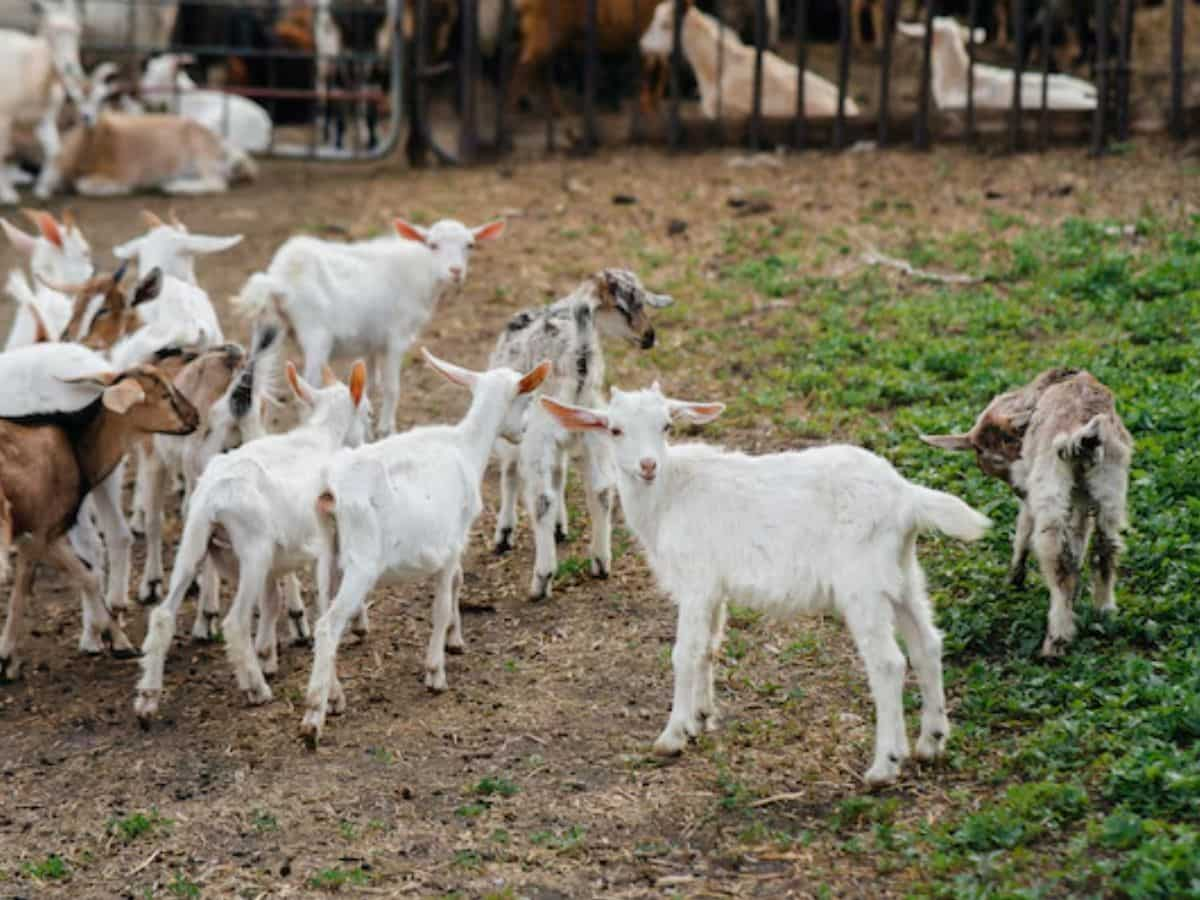 दोनों स्थिति में मिलेगा अनुदान का फायदा