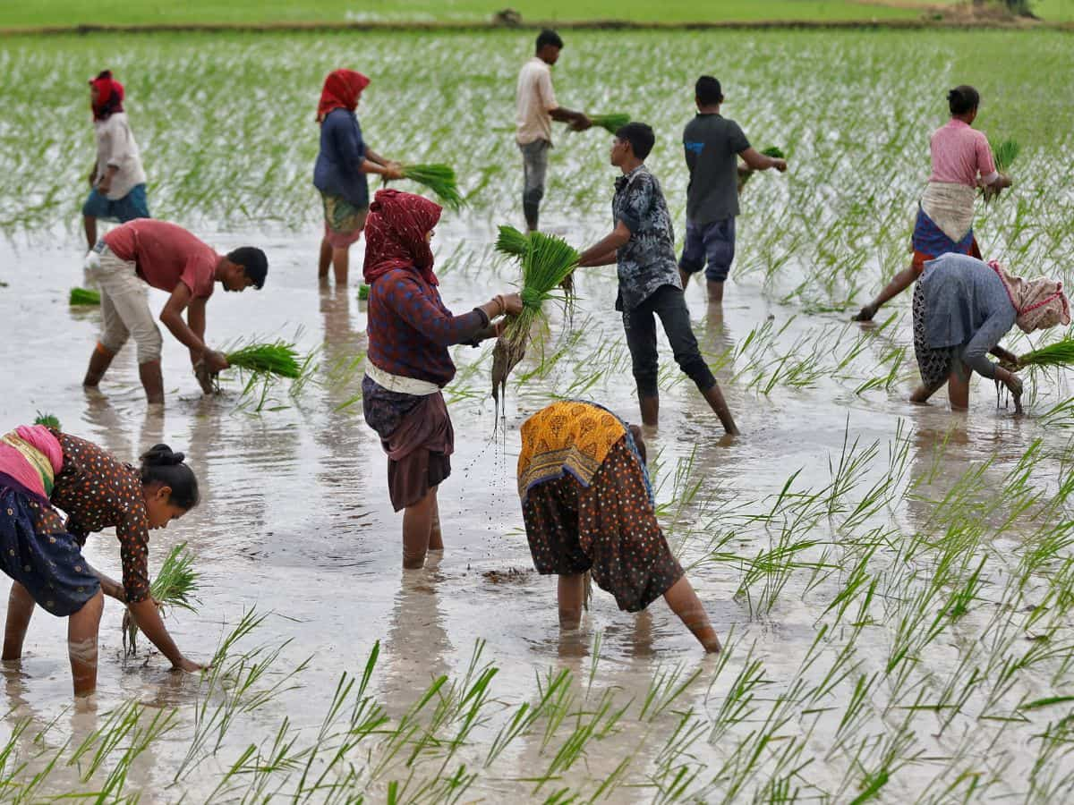 बासमती चावल का निर्यात बढ़ाने के लिए यूपी सरकार का बड़ा फैसला, 10 कीटनाशकों के इस्तेमाल पर लगाई रोक