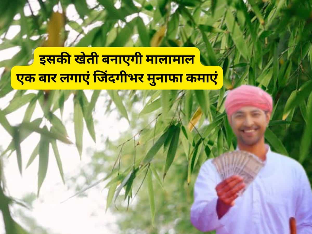 इसकी खेती बनाएगी मालामाल, एक बार लगाएं जिंदगीभर मुनाफा कमाएं, सरकार से भी पाएं 50% सब्सिडी