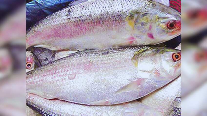 बांग्लादेश ने हिल्सा निर्यात प्रतिबंध हटाया, दुर्गा पूजा से पहले भारत को 3,000 टन निर्यात को मंजूरी दी