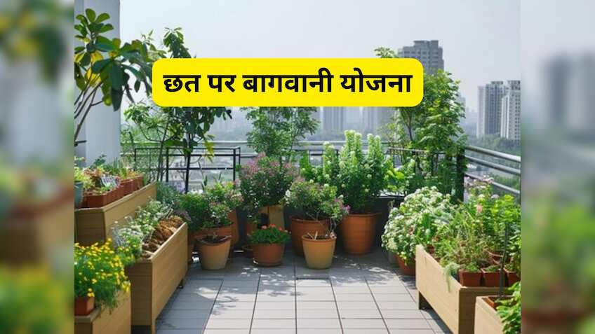 घर की छत पर बागवानी के लिए 75% अनुदान दे रही सरकार, जानें कैसे करें आवेदन