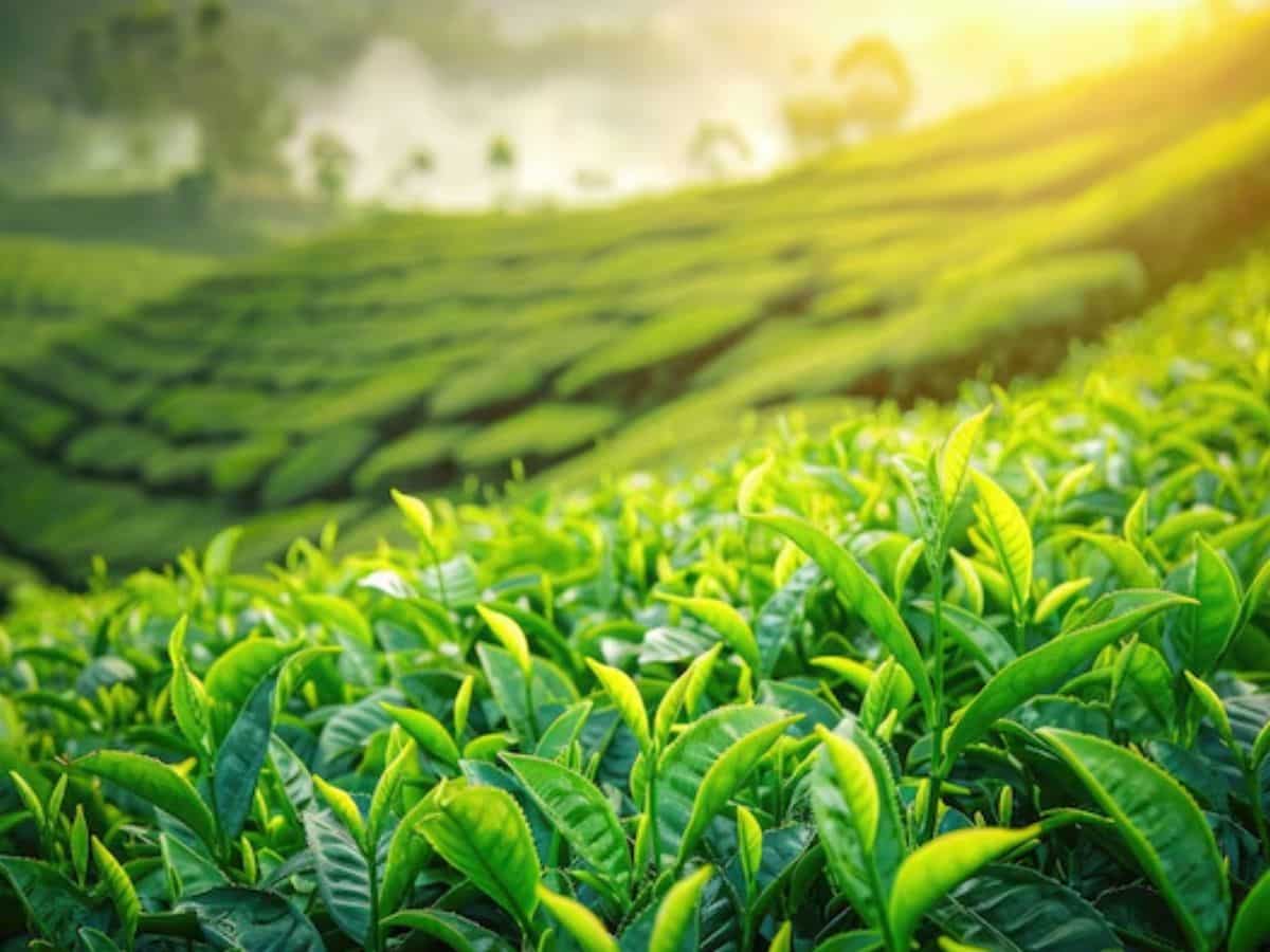 उत्तर बंगाल के चाय बागानों के श्रमिकों को तोहफा, FY24 के लिए मिलेगा 16% बोनस