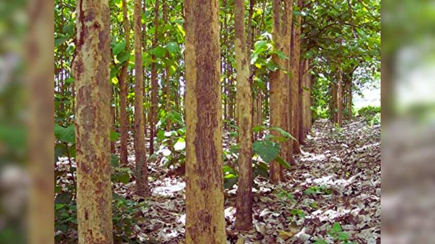 निजी भूमि पर उगे सागौन की कटाई में छूट दें राज्य सरकारें, किसानों की बढ़ेगी आय