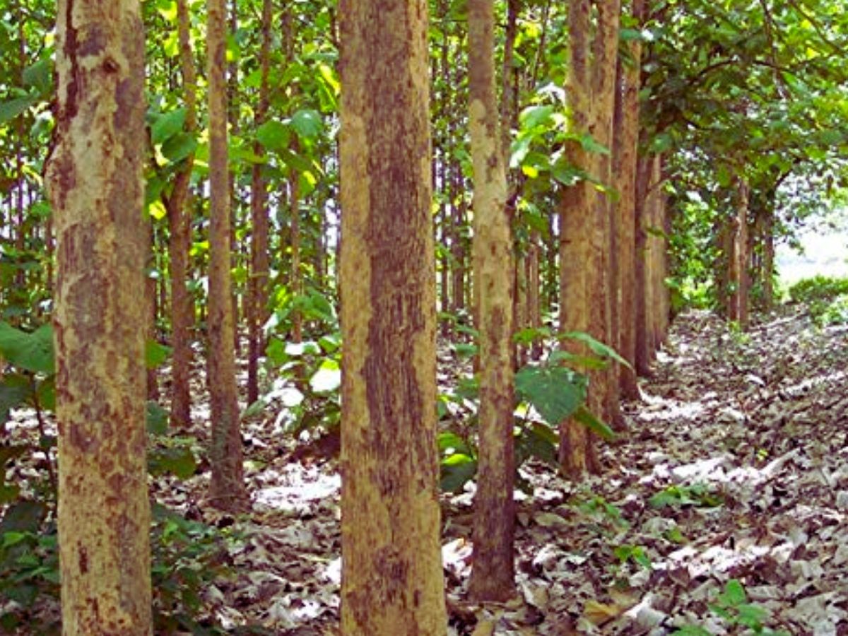 निजी भूमि पर उगे सागौन की कटाई में छूट दें राज्य सरकारें, किसानों की बढ़ेगी आय