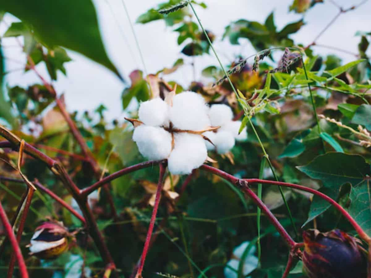 Cotton Cultivation: गुजरात में दो दशकों में कपास की खेती 9 लाख हेक्टेयर बढ़ी