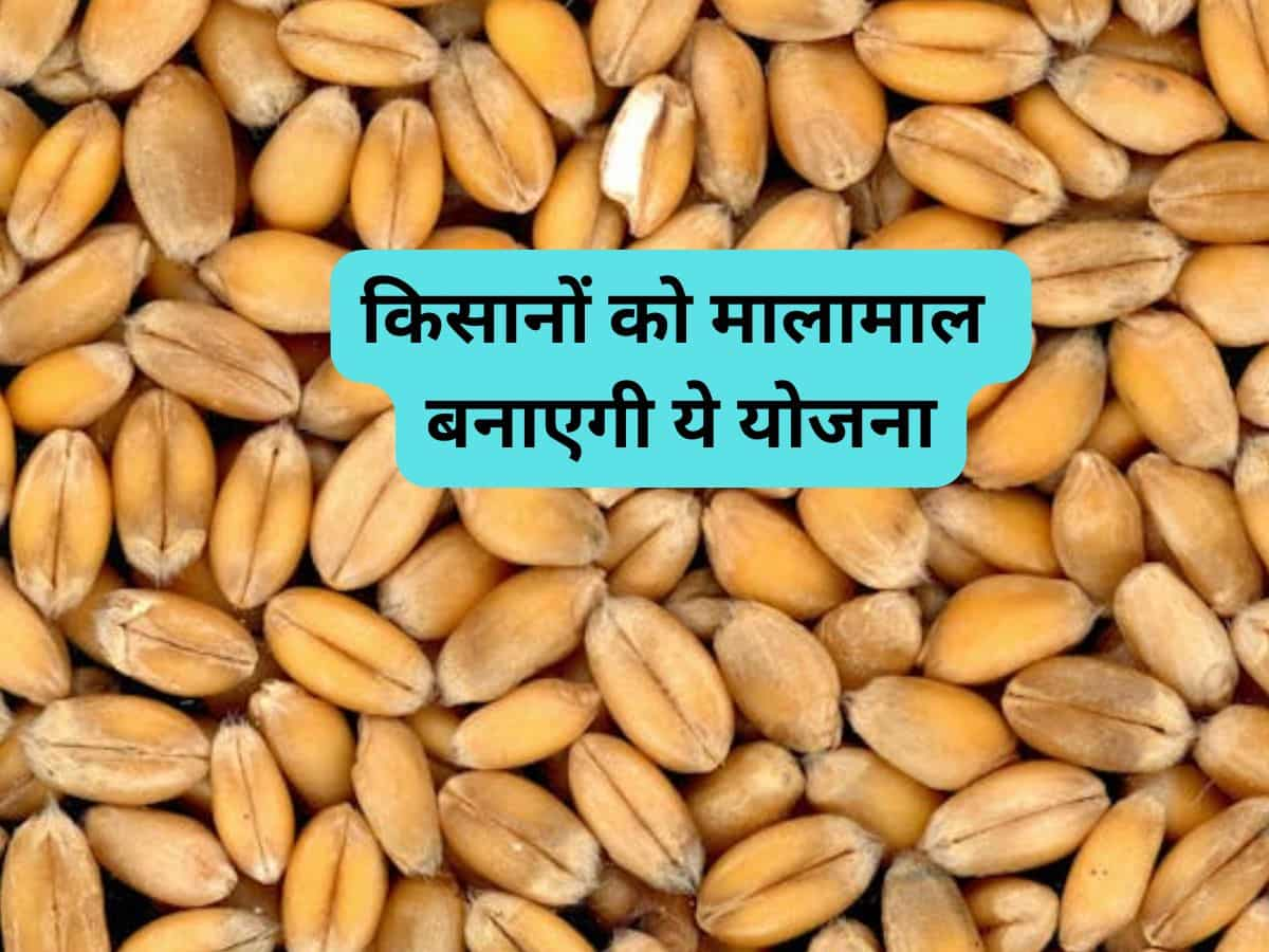 किसानों के लिए अच्छी खबर, MSP से 25-30% ज्यादा भाव पर सरकार खरीदेगी गेहूं के बीज