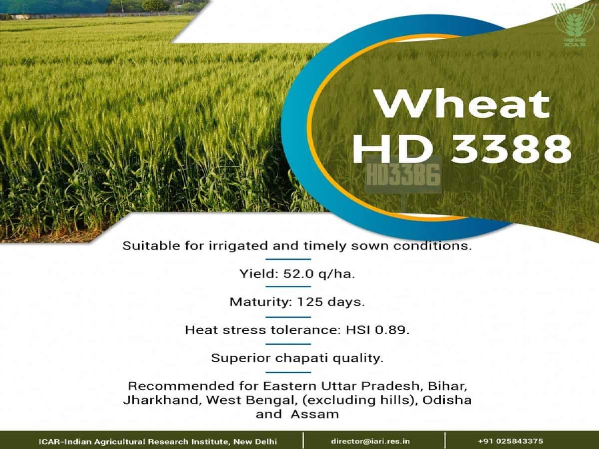 Wheat HD 3388