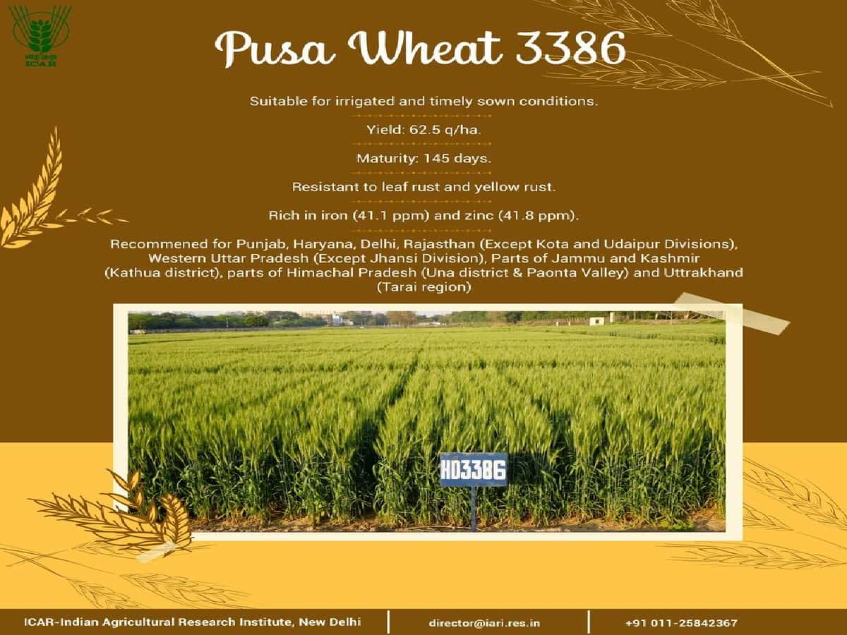 Pusa Wheat 3386