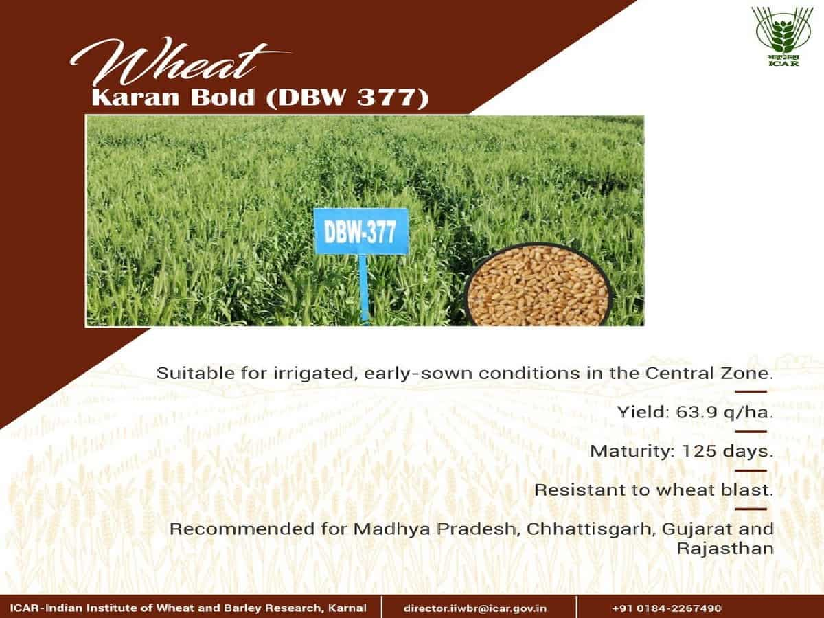 Wheat Karan Bold