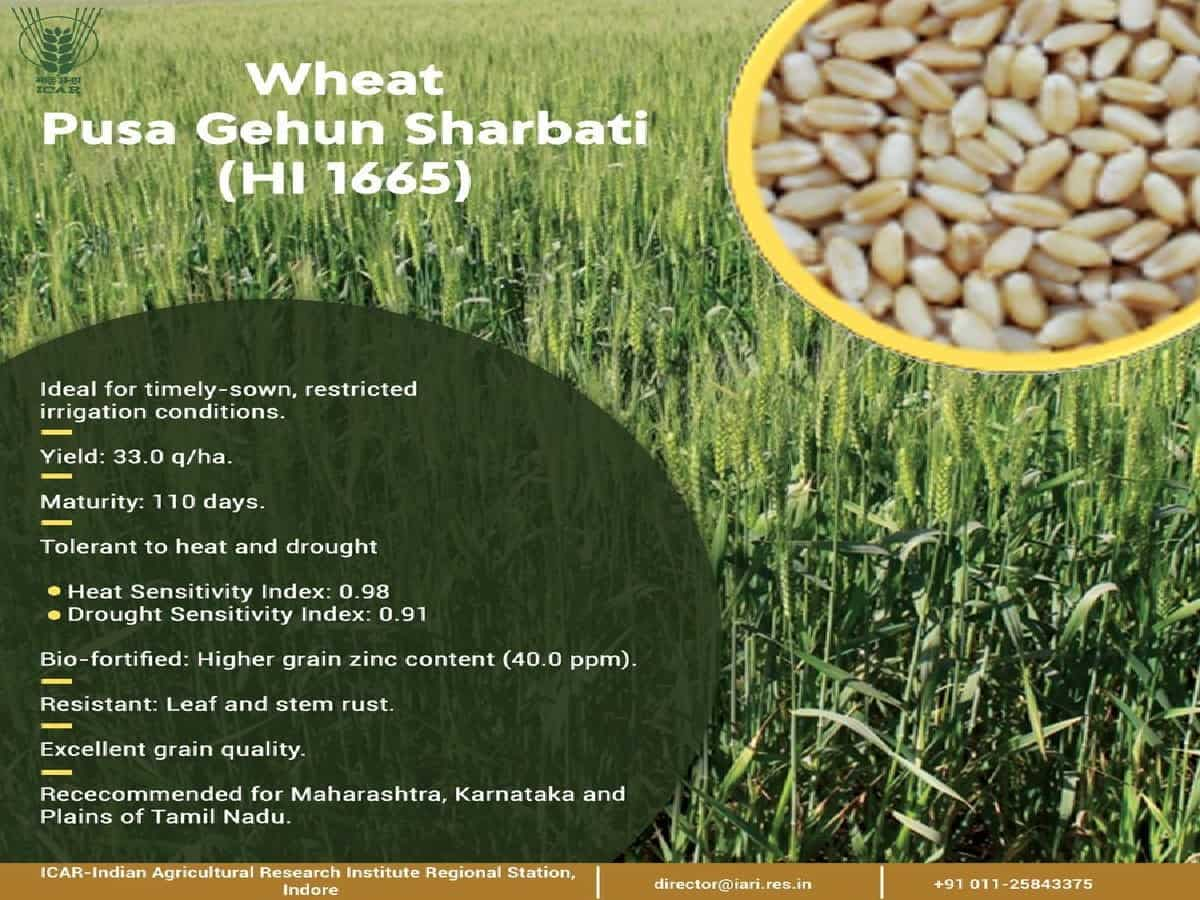 Wheat Pusa Gehun Sharbati