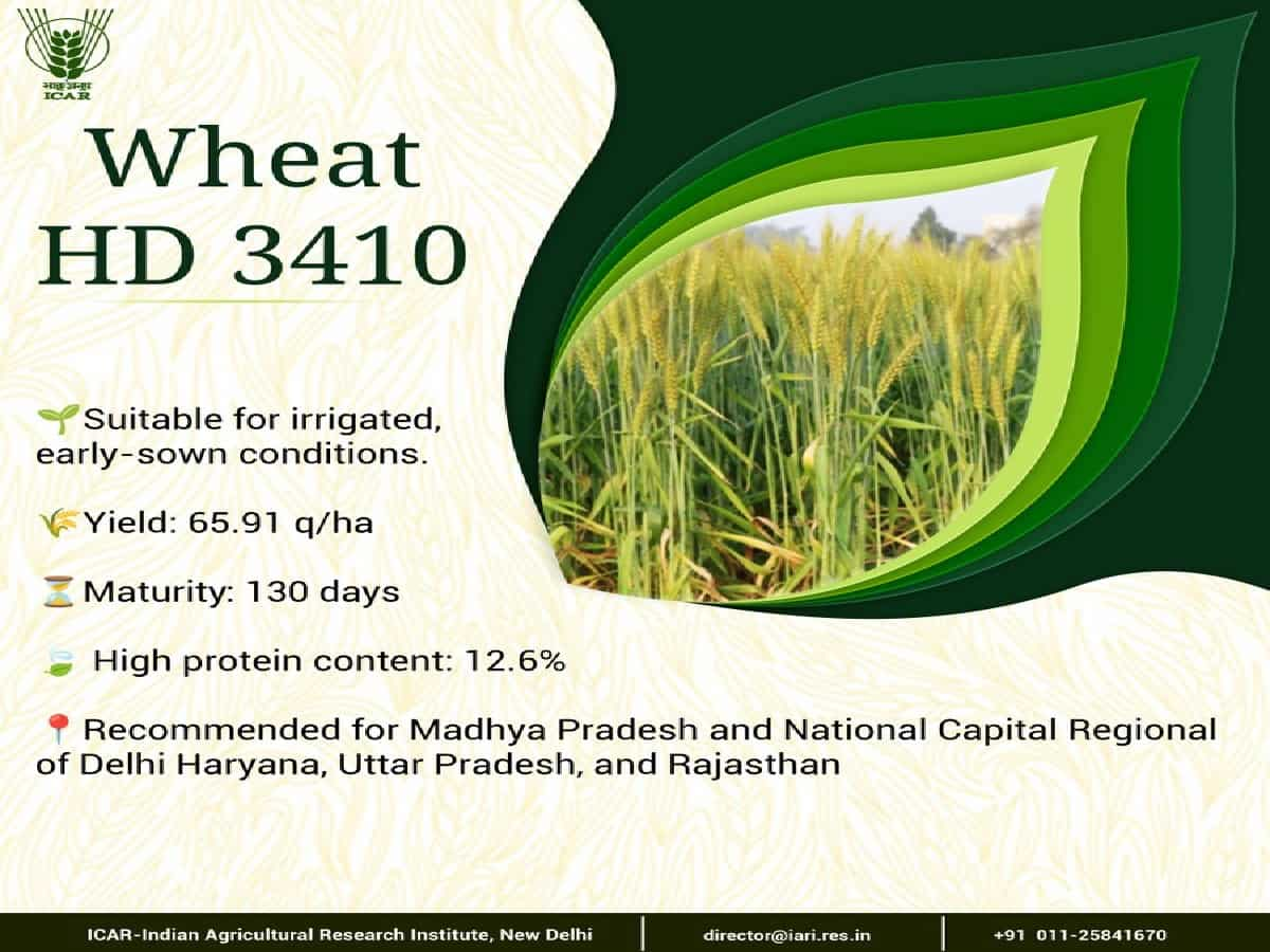 Wheat HD 3410