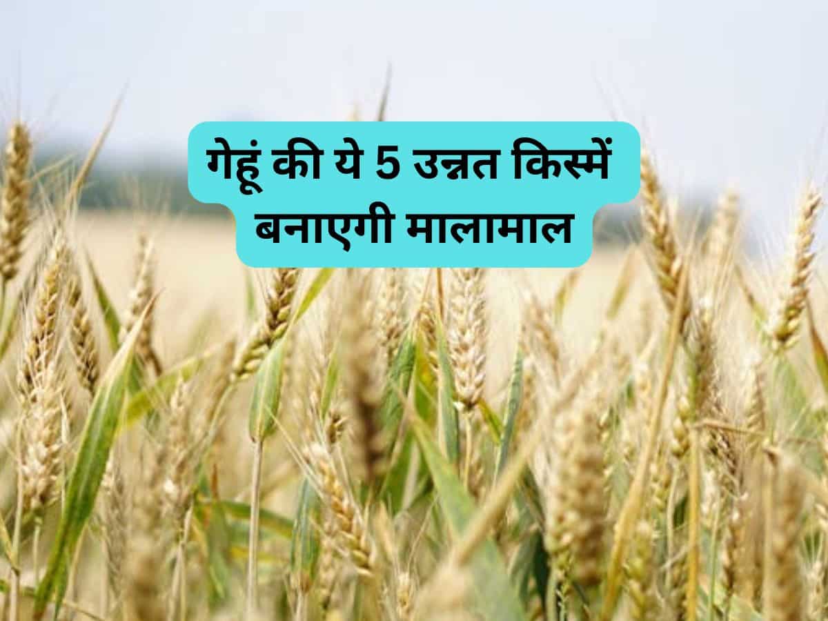गेहूं की ये 5 उन्नत किस्में बनाएगी मालामाल, कम समय में मिलेगा बंपर उत्पादन