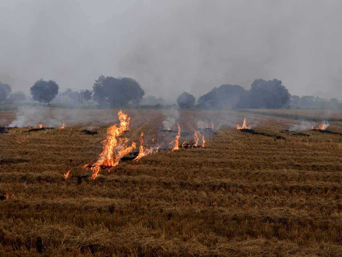 पराली जलाने से रोकने के लिए सरकार ने डीएम की बढ़ाई ताकत, विफल अधिकारियों पर करेंगे कानूनी कार्रवाई