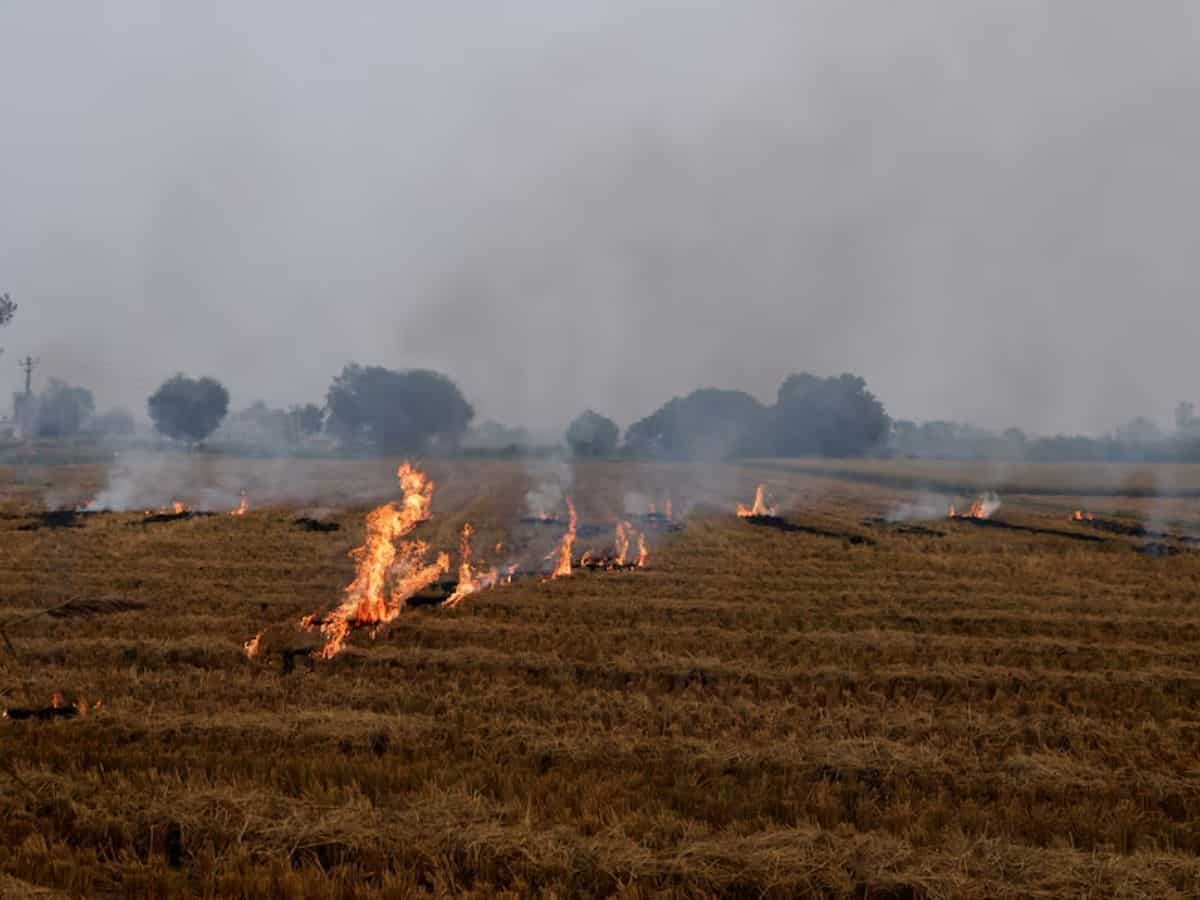 हरियाणा में पराली जलाना पड़ेगा महंगा, 2 सीजन तक मंडियों में MSP पर फसल नहीं बेच पाएंगे किसान