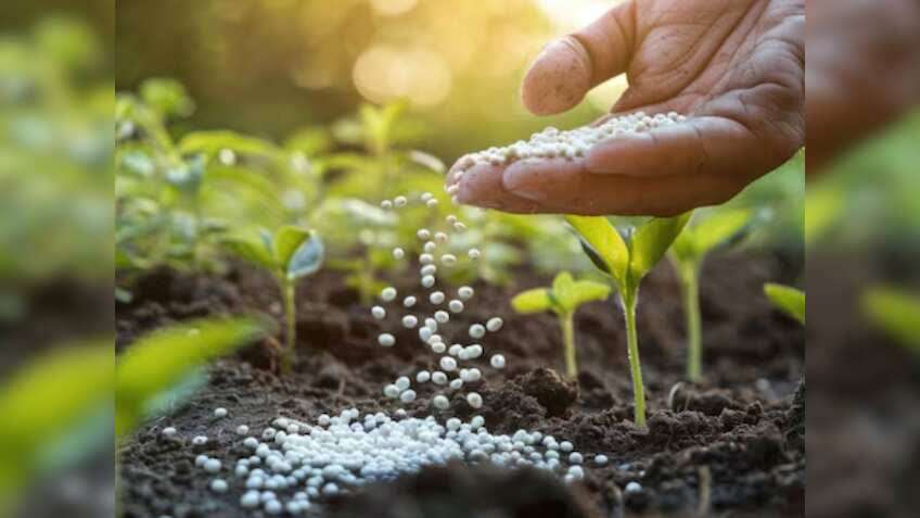 रबी सीजन में DAP के लिए जूझ रहे हैं किसान, देश में अचानक कैसे हो गई खाद की कमी, जान लें असल वजह