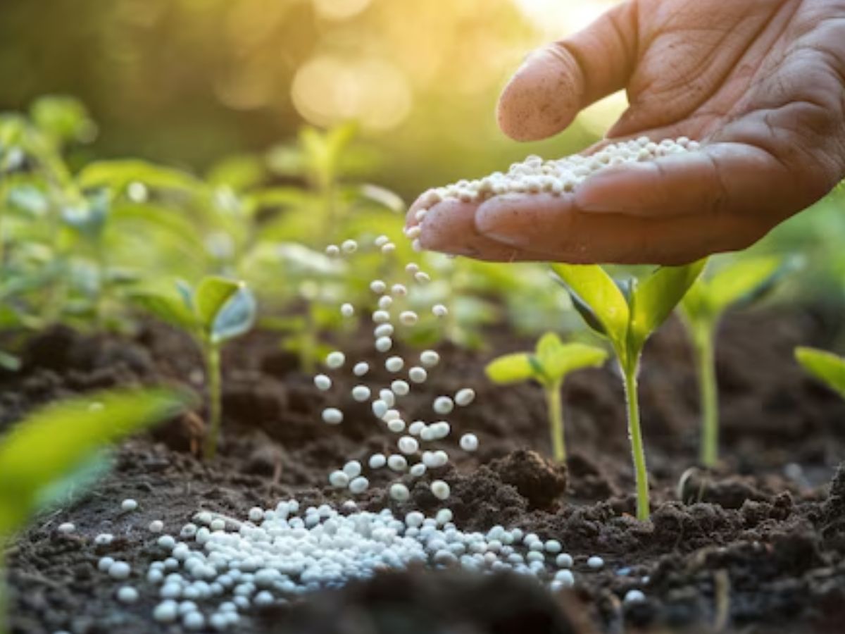 रबी सीजन में DAP के लिए जूझ रहे हैं किसान, देश में अचानक कैसे हो गई खाद की कमी, जान लें असल वजह