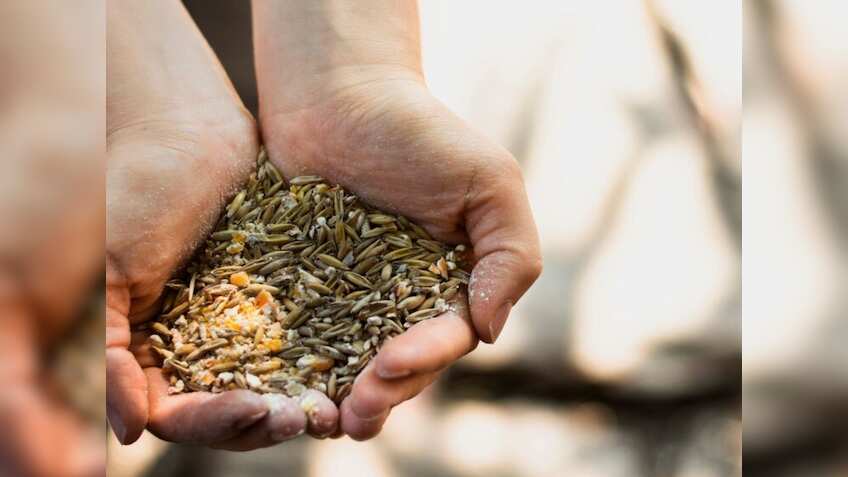 रबी फसलों की बुवाई से पहले जरूर करें ये काम, रोग और कीट से बचाव में खर्च होगा कम, बढ़ेगा मुनाफा