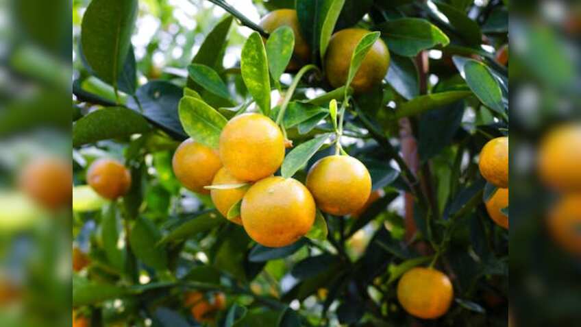 नारंगी की बागवानी से खुशहाल हो रहे किसान, एक सीजन में कर रहे ₹70 हजार की कमाई