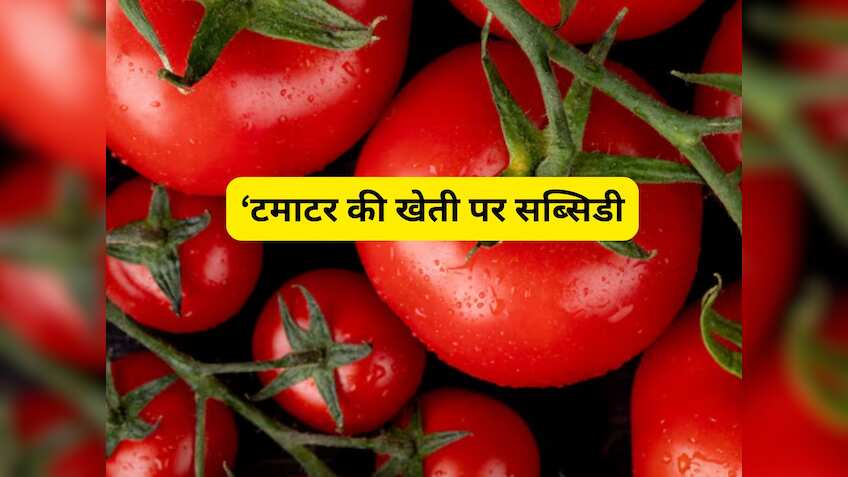 टमाटर की खेती से प्रति एकड़ लाखों का मुनाफा कमा रहे किसान, इस विधि से खेती पर सब्सिडी दे रही सरकार