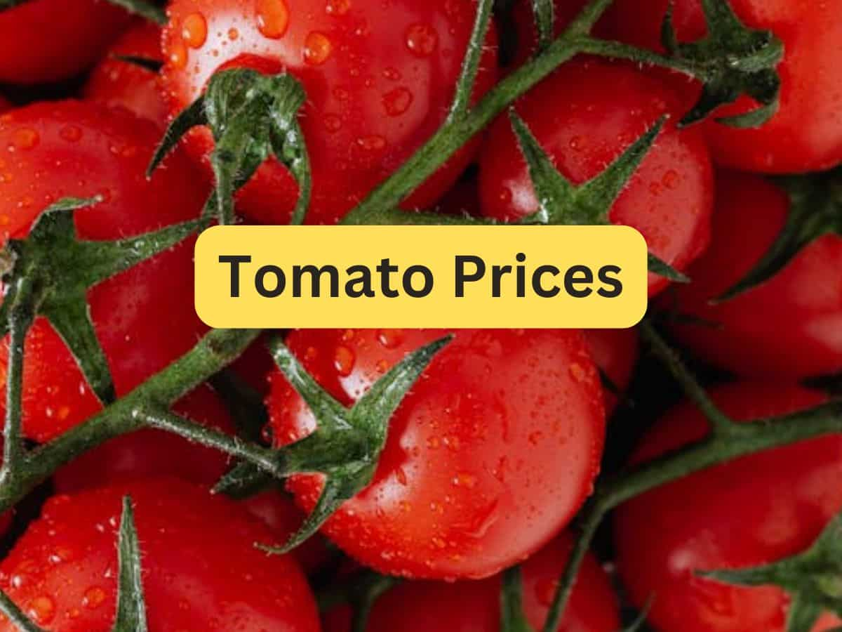 Tomato Prices: टमाटर की कीमतों में आई नरमी, 22.4% तक गिरे दाम, जानें लेटेस्ट रेट