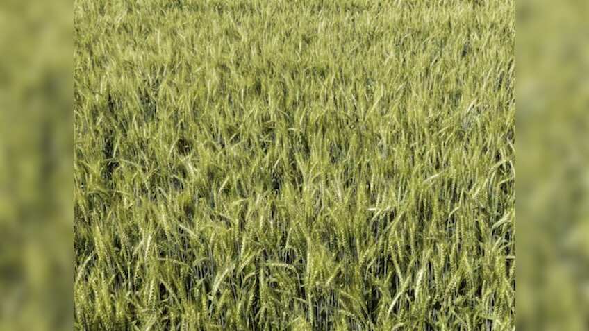 बढ़िया धान के लिए 500 रुपये प्रति क्विंटल बोनस की घोषणा, 61% बढ़ा खेती का रकबा