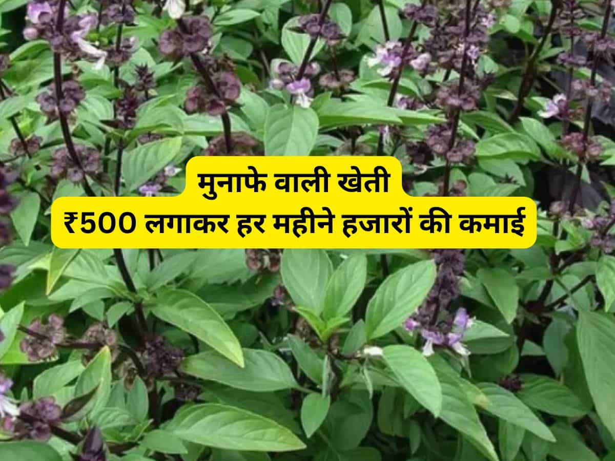 मुनाफे वाली खेती! 500 रुपये लगाकर हर महीने हजारों कमा रहे ये किसान