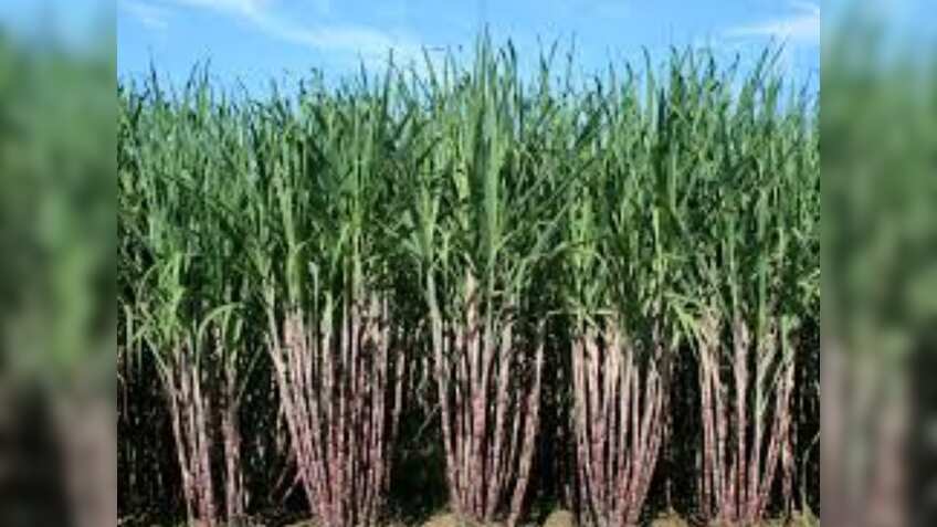 गन्ना किसानों के लिए खुशखबरी! पंजाब सरकार ने ₹10 प्रति क्विंटल बढ़ाया दाम, जानिए इतना बढ़ गया रेट