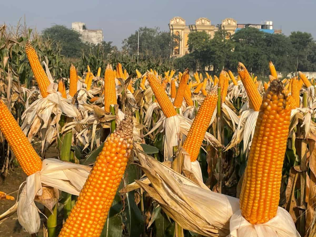 खेती की तस्वीर बदल देगी मक्के की ये किस्में, किसानों को एक हेक्टेयर में मिलेगी 100 क्व‍िंटल से ज्यादा पैदावार