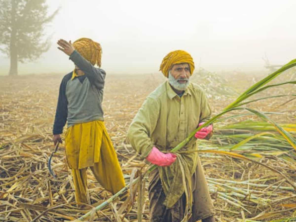 किसानों को बिहार सरकार का बड़ा तोहफा, इस फसल पर की 10 रुपये प्रति क्विंटल की बढ़ोतरी