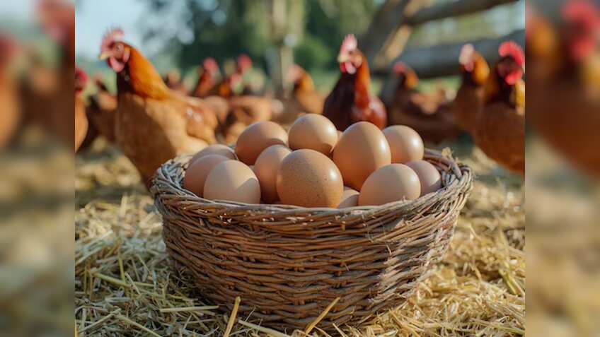 Poultry India Expo: पोल्ट्री इंडिया एक्सपो आज शुरू, 50 देश, 400 कंपनियां लेंगी हिस्सा