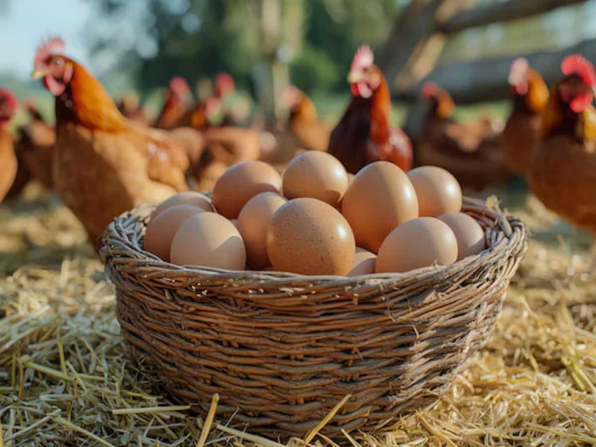 Poultry India Expo: पोल्ट्री इंडिया एक्सपो आज शुरू, 50 देश, 400 कंपनियां लेंगी हिस्सा