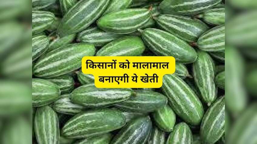 इस सब्जी की खेती किसानों को बनाएगी मालामाल, सरकार दे रही प्रति हेक्टेयर ₹12000 की सब्सिडी, फटाफट करें आवेदन