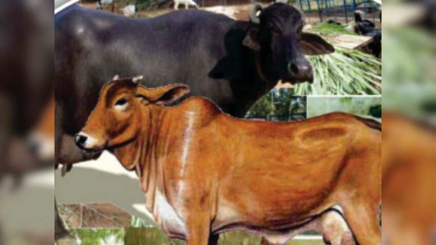 दूध उत्पादन के आंकड़े जारी, यूपी की बादशाहत बरकरार, प्रोडक्शन में 16% योगदान