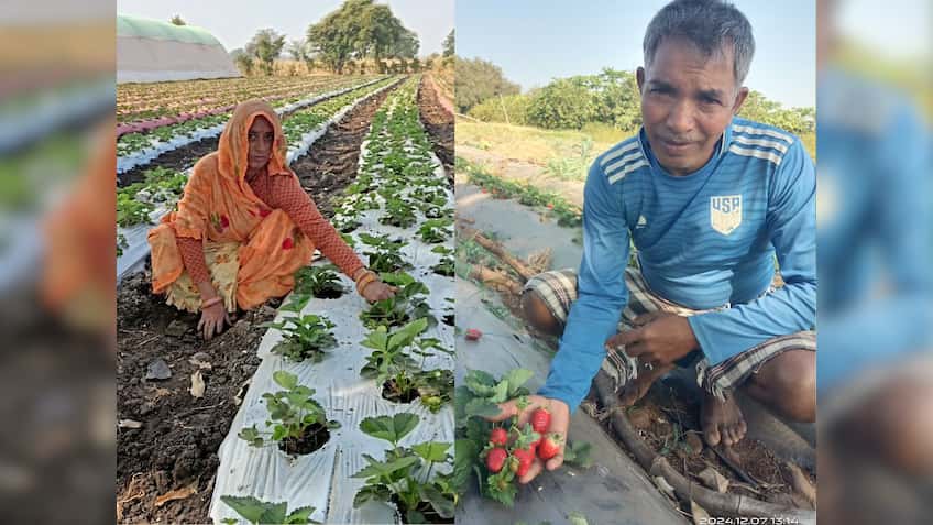 स्ट्रॉबेरी की खेती से किसानों के जीवन में आई मिठास, ये तकनीक बढ़ाएगी कमाई