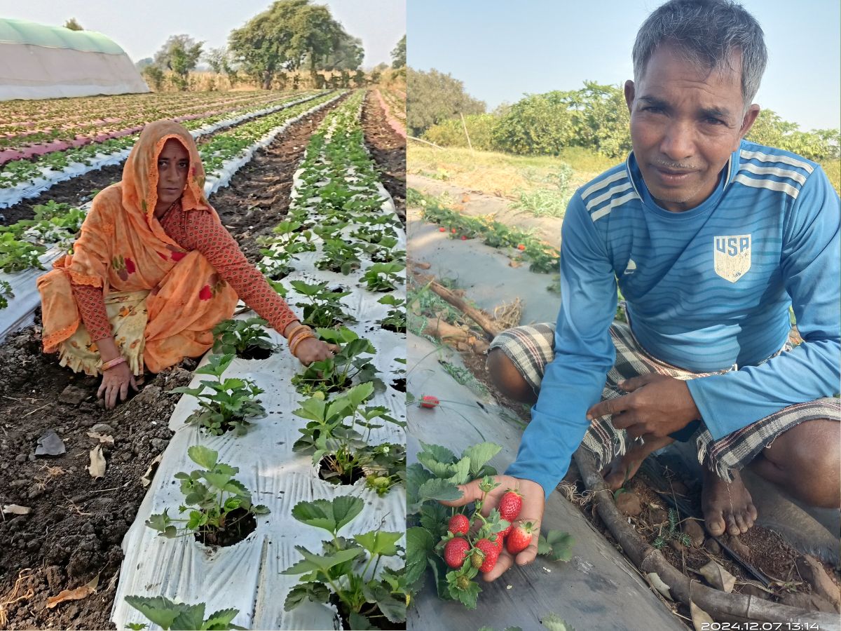 स्ट्रॉबेरी की खेती से किसानों के जीवन में आई मिठास, ये तकनीक बढ़ाएगी कमाई