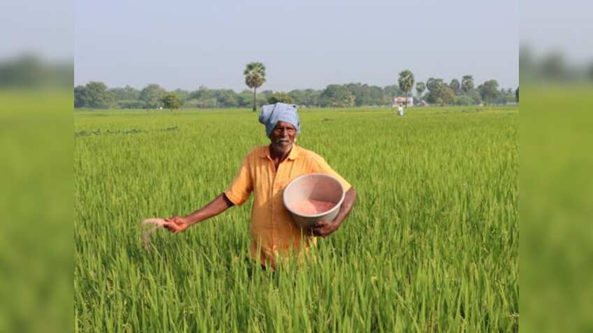 आलू को झुलसा रोग और सरसों को माहू कीट से बचाएं, 'गेहूं का मामा' की रोकथाम के लिए आजमाएं ये नुस्खा