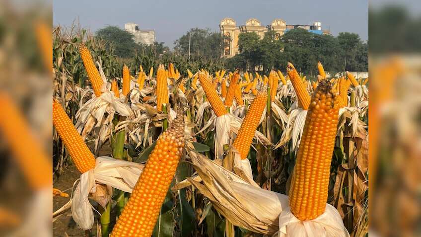 मक्का लगाएगा क‍िसानों की इनकम में चौका, एथेनॉल ने बढ़ाई मांग, IIMR की मुह‍िम बदल देगी तस्वीर