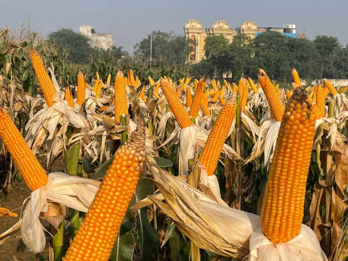 मक्का लगाएगा क‍िसानों की इनकम में चौका, एथेनॉल ने बढ़ाई मांग, IIMR की मुह‍िम बदल देगी तस्वीर