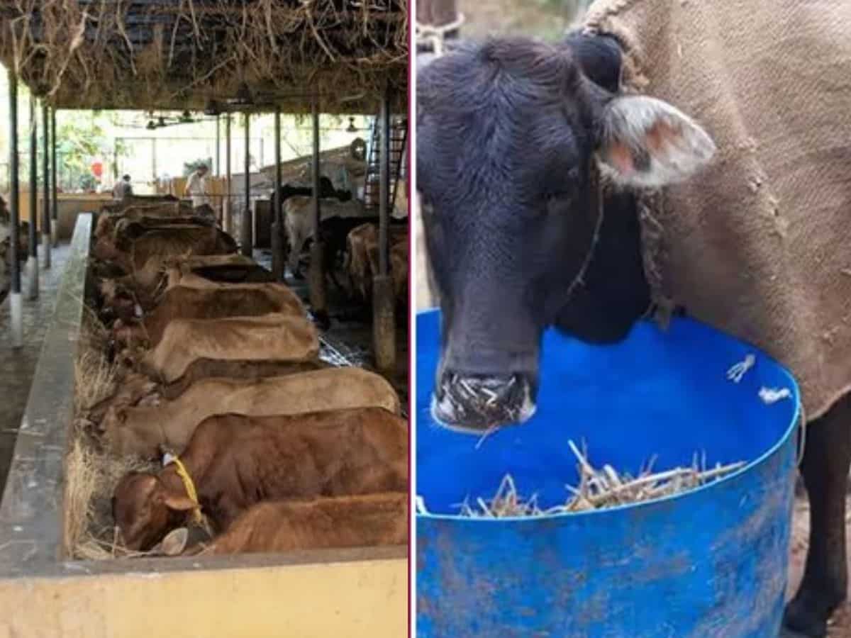 सर्दी में दुधारू पशुओं की करें खास देखभाल, नहीं तो कम हो जाएगा दूध, अपनाएं ये उपाय