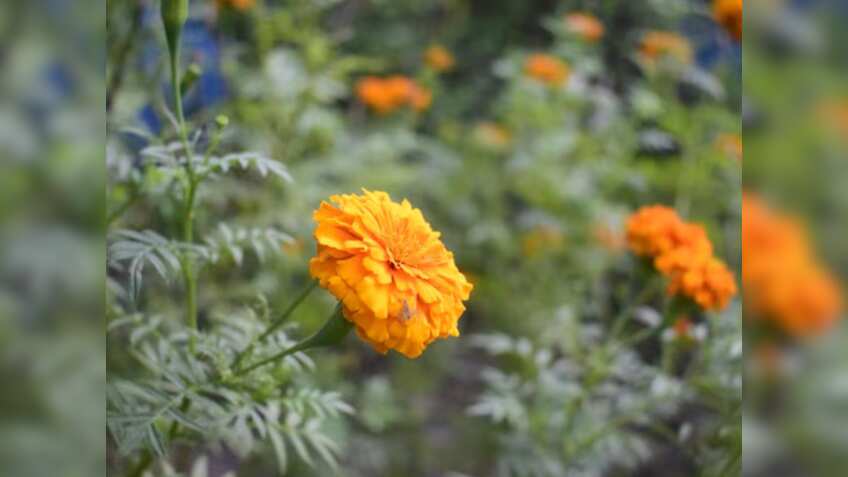 Bagbani Mahotsav: डॉ. मनमोहन सिंह के सम्मान में कल से शुरू होने वाला बागवानी महोत्सव स्थगित