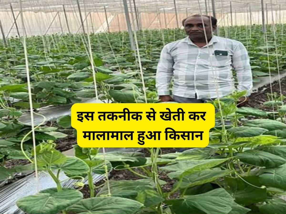 Success Story: इस तकनीक से खेती कर मालामाल हुआ ये किसान, कमा लिया ₹37 लाख