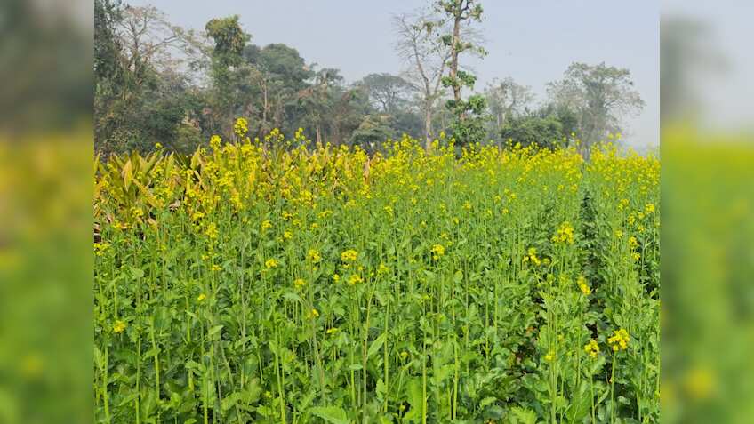 GM Crop Policy: जीएम समिति के फैसलों में पारदर्शिता बढ़ाने की तैयारी, कड़े किए जाएंगे नियम