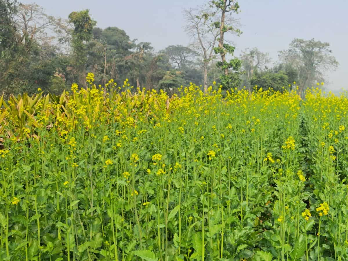 सरसों की बीमारियों की समय पर करें पहचान, रोकथाम के लिए ये उपाए अपनाएं किसान