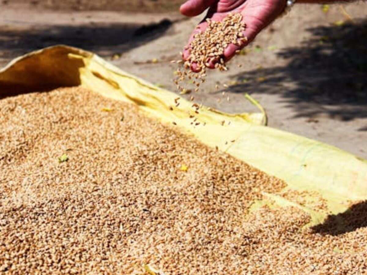 इस पड़ोसी देश को 2 लाख टन गेहूं निर्यात करेगा भारत, जानिए एक्सपोर्ट बैन के बावजूद सरकार ने क्यों दी मंजूरी