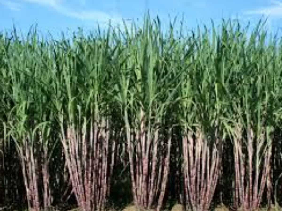 Sugarcane Price Hike: किसानों के लिए खुशखबरी, ACSIL ने गन्ने की कीमत 420 रुपये बढ़ाकर रुपये ₹3,500 प्रति टन किया