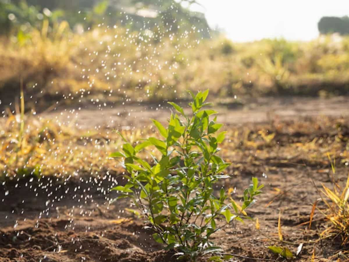 भारत का एग्री सेक्टर FY25 में मजबूत बढ़ोतरी के लिए तैयार, दाल और तिलहन उत्पादन में चुनौतियां बरकरार