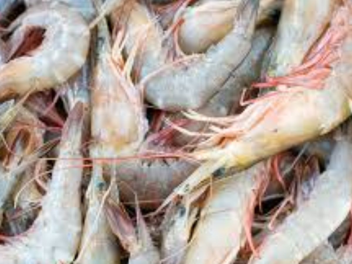 ₹60 हजार करोड़ के पार पहुंचा भारत का सीफूड एक्सपोर्ट, ये देश हैं बड़े खरीदार
