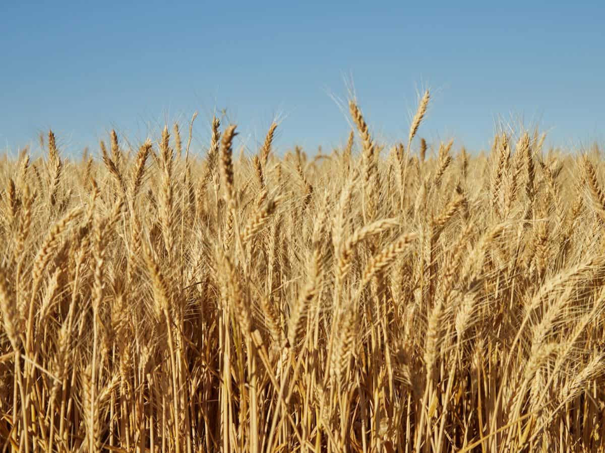 गेहूं की फसल को खरपतवार से ऐसे करें बचाव, बंपर पैदावार के साथ किसान हो जाएंगे मालामाल