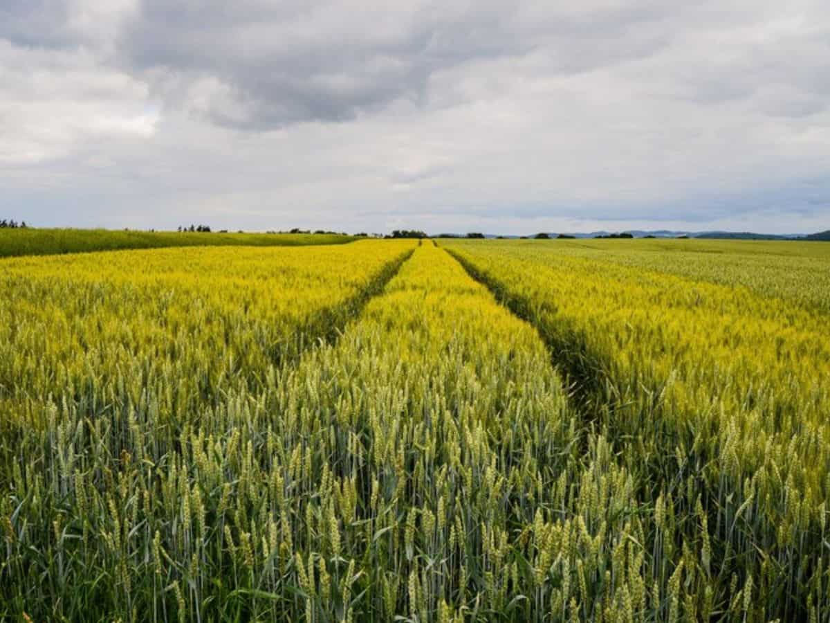 रबी फसल गेहूं की बुवाई हो गई पूरी, तिलहन के रकबे में गिरावट, जानिए अन्य फसलों का हाल